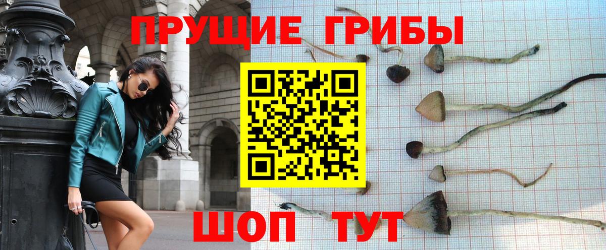 Галлюциногенные грибы Psilocybine cubensis Бузулук